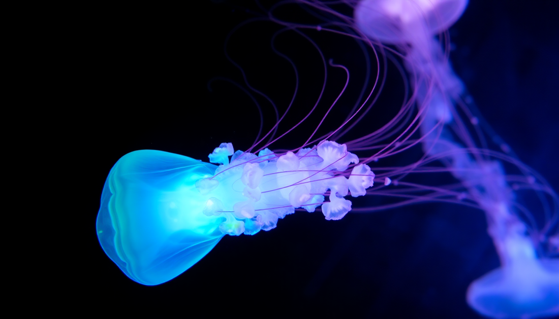 Elevate Your Space with the Captivating Simulation LED Colorful New Small Jellyfish Lamp